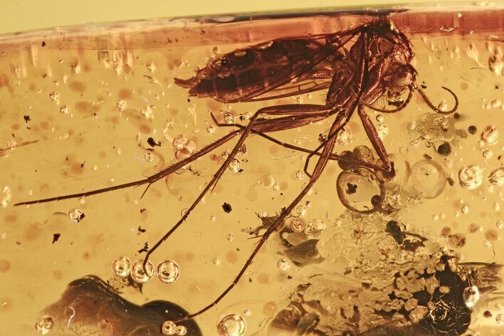 Huge, Detailed Fossil Fungus Gnat (Mycetophilidae) In Baltic Amber #275437